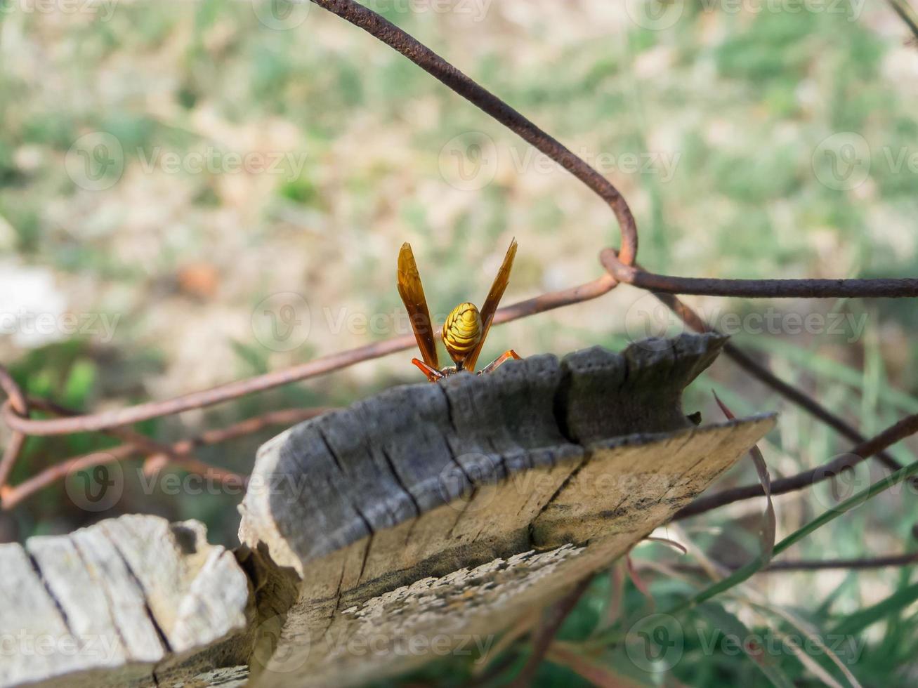 Wasp behind on a wooden plank photo