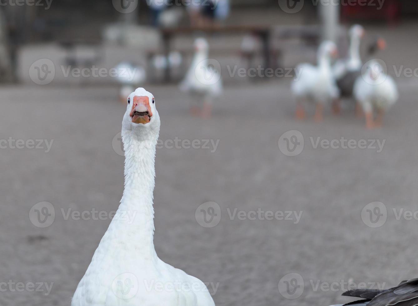 ganso mirando con atención foto