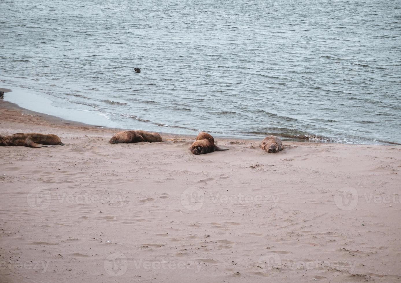 Sea lions resting in the sand photo