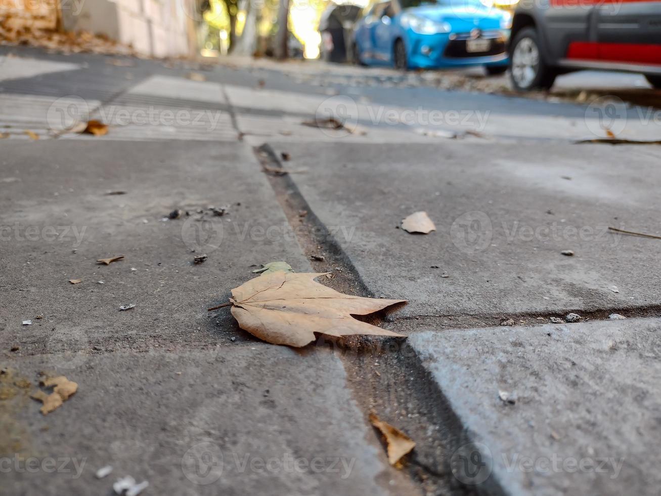 Fallen leaf in the city photo