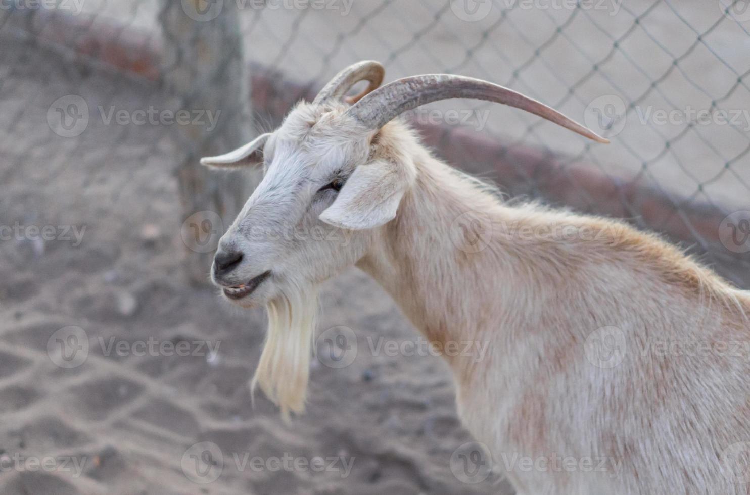 Ram looking at a side photo