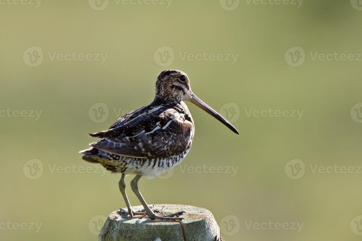 Common Snipe on fence post photo