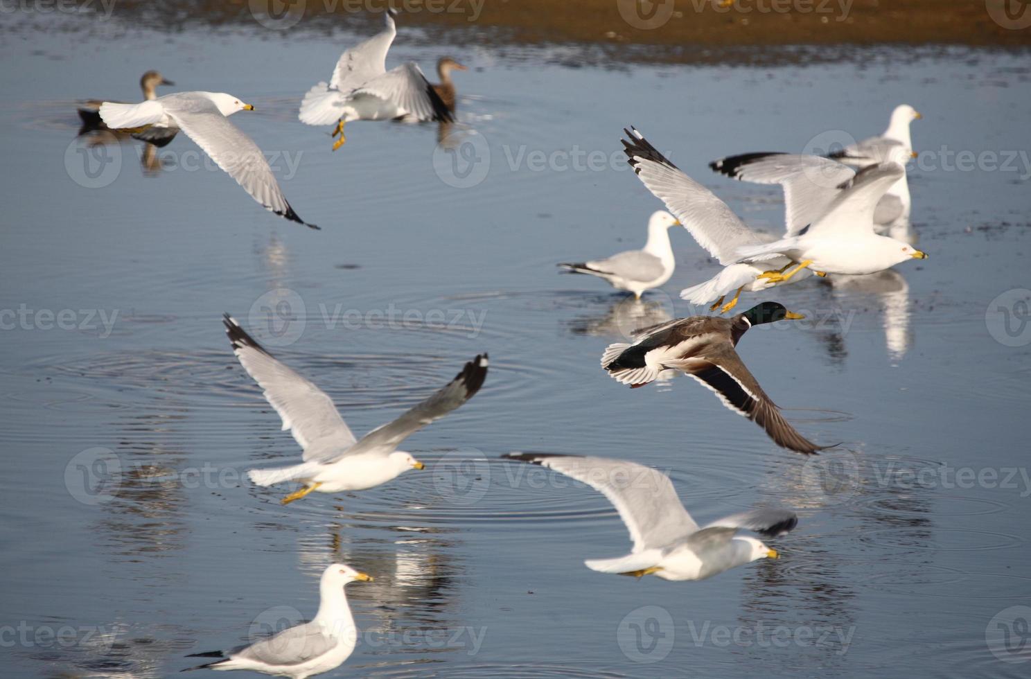 ánade real en vuelo cerca de gaviotas foto