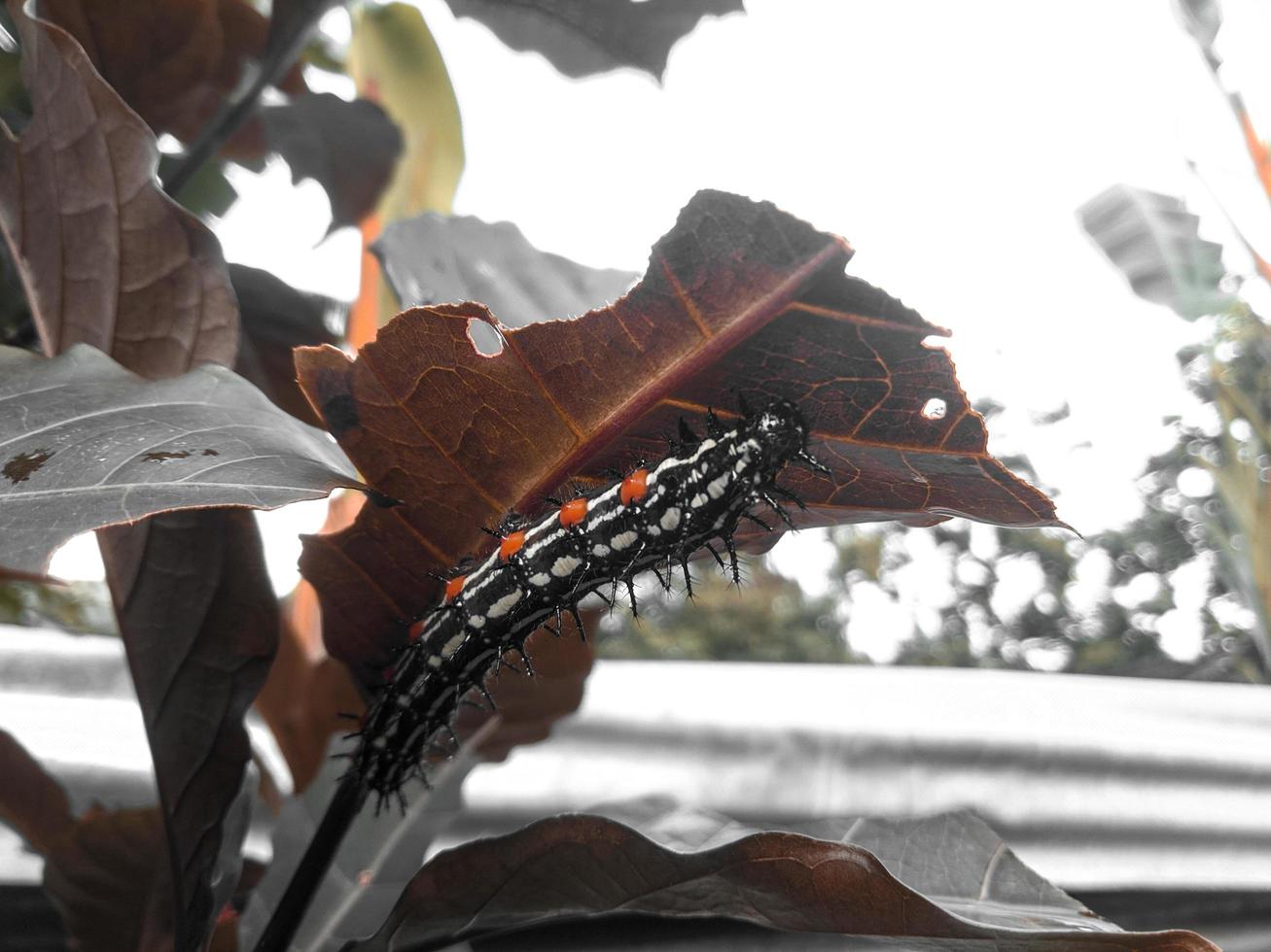 black caterpillar attached to the leaf photo