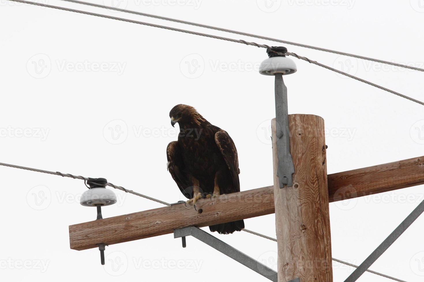 Golden Eagle perched on power pole photo