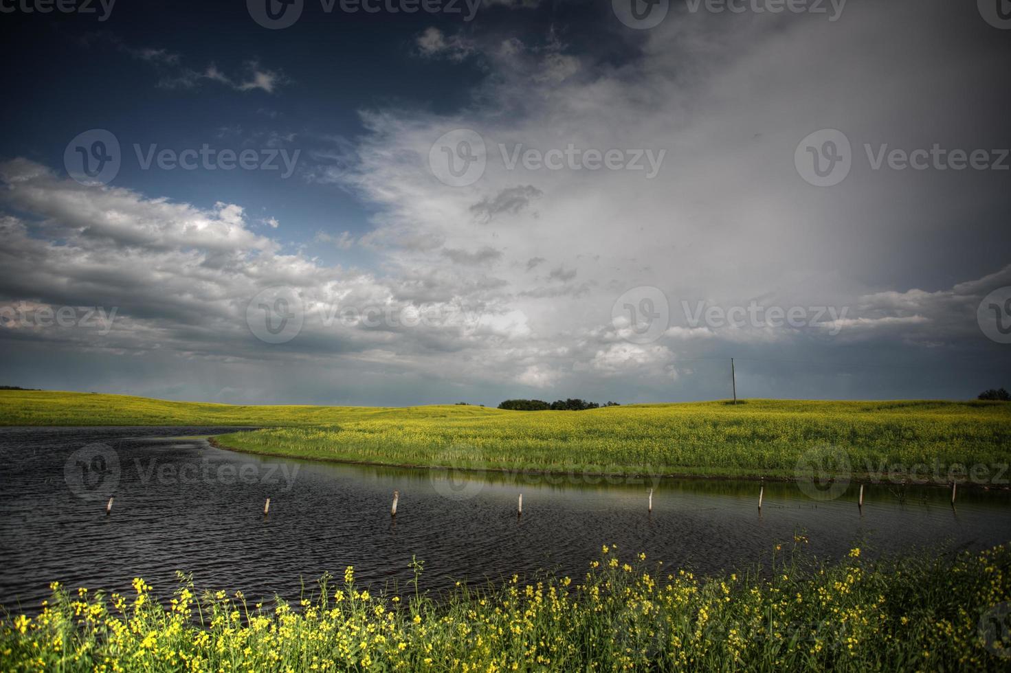 Canola crops surrounding Saskatchewan pothole photo