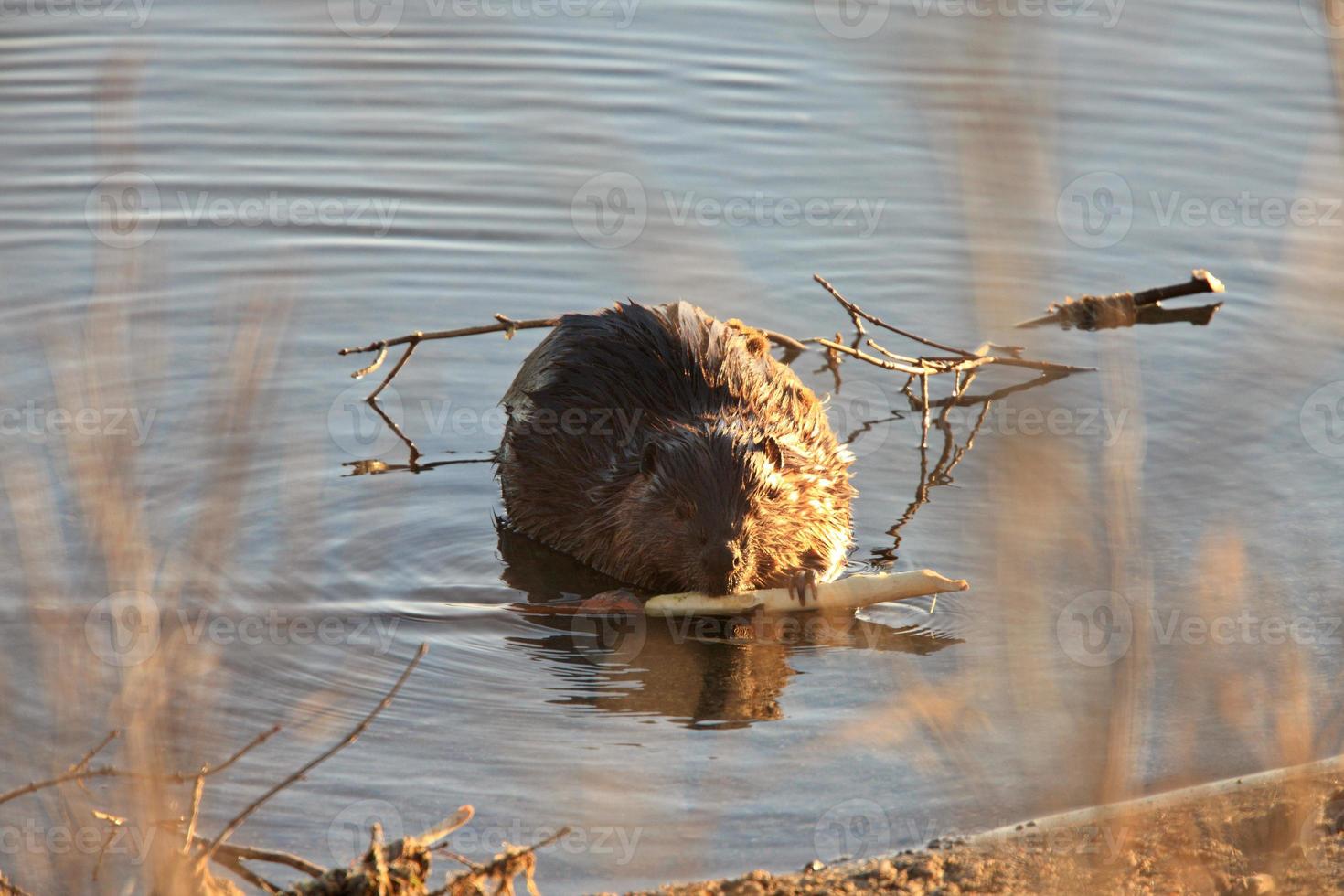 castor masticando en rama saskatchewan canadá foto