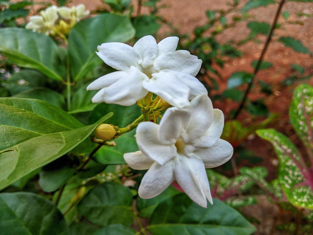 Two pairs of white flowers. Beautiful nature background photos. photo