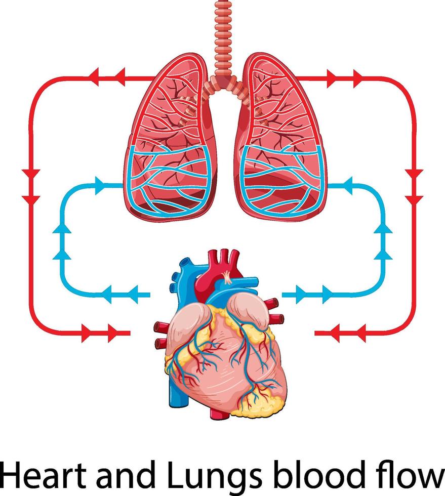 diagrama que muestra el flujo sanguíneo del corazón humano vector