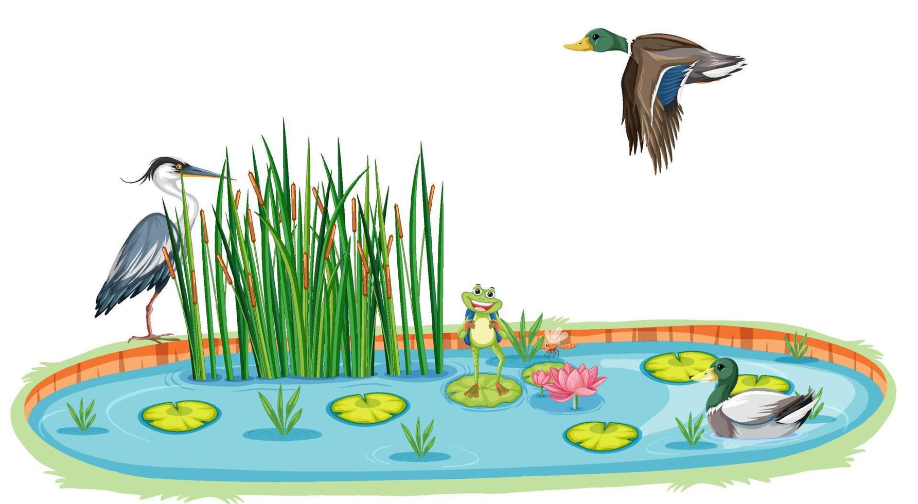 Many birds by the pond vector