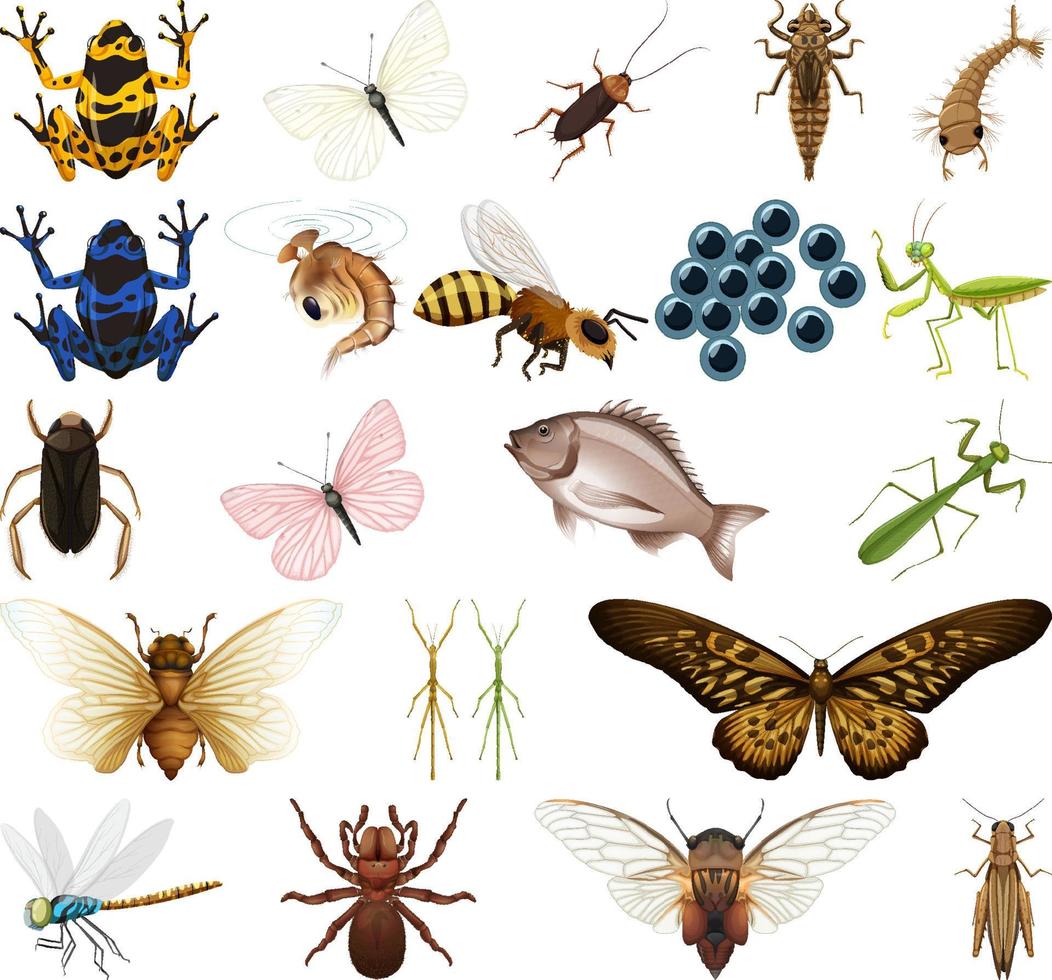 Different kinds of insects and animals on white background vector