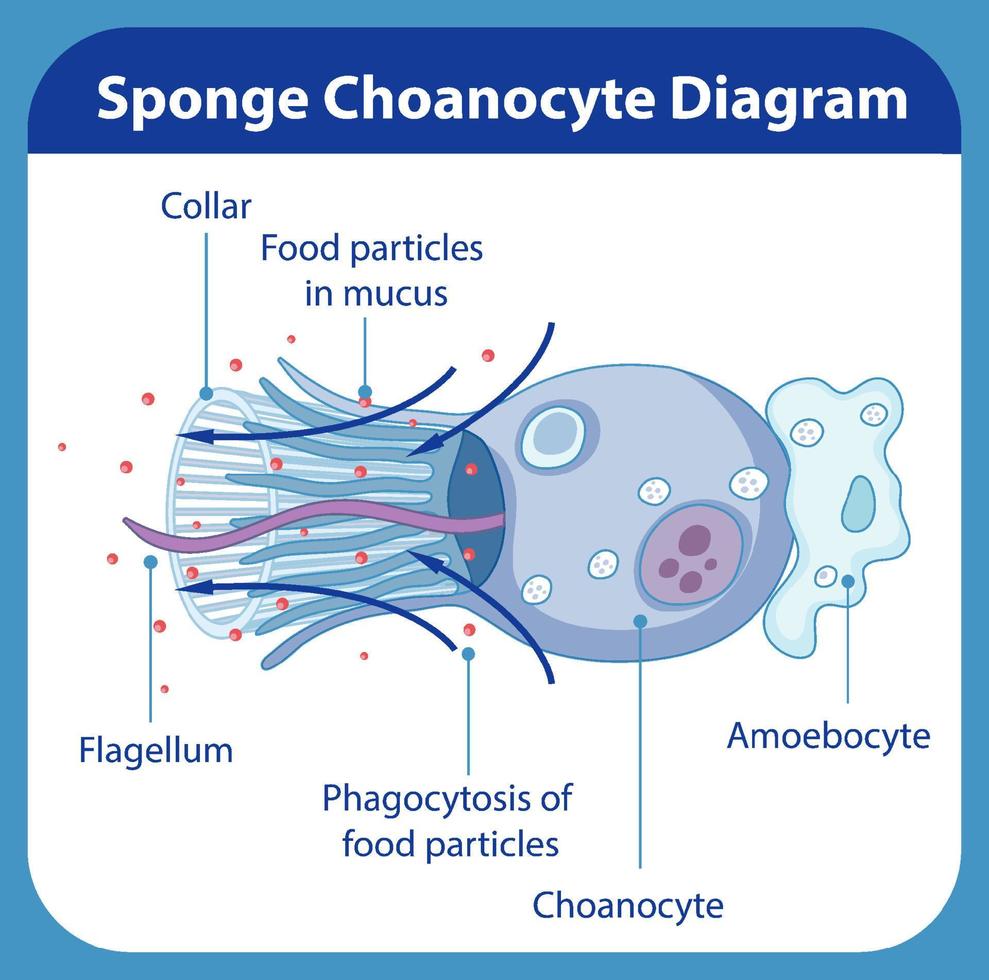 Diagram showing digestion in sponges vector