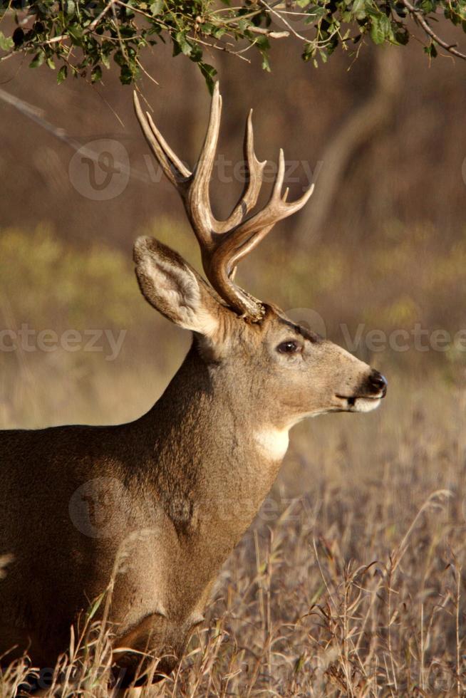 Mule Deer buck in Saskatchewan fall photo