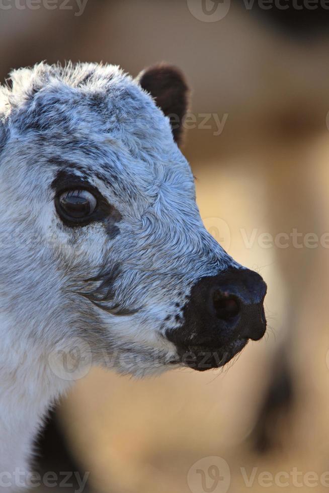 Newborn Calf Canada photo