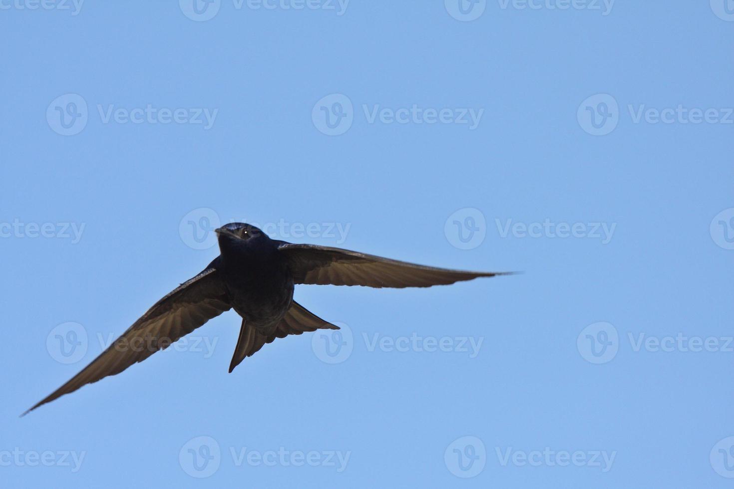 Male Purple Martin in flight photo