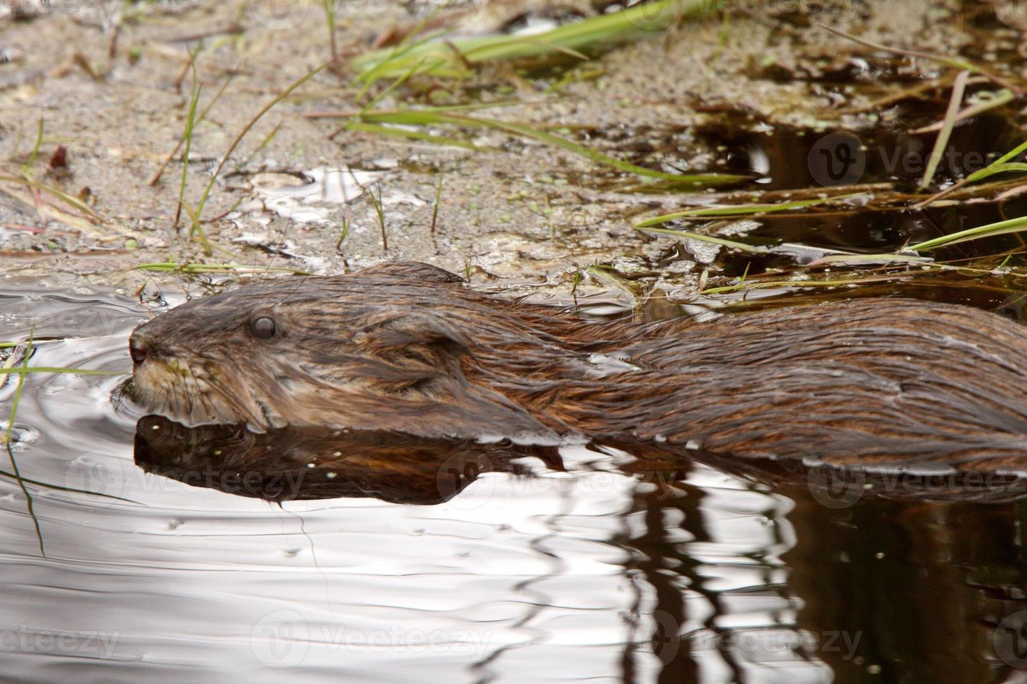 Beaver in roadside pond photo