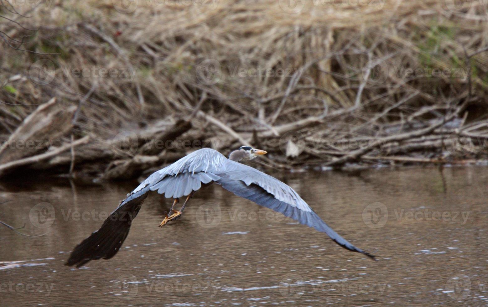Great Blue Heron flying over Manitoba river photo