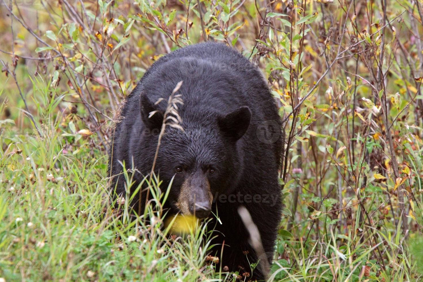 oso negro a lo largo de la autopista columbia británica foto