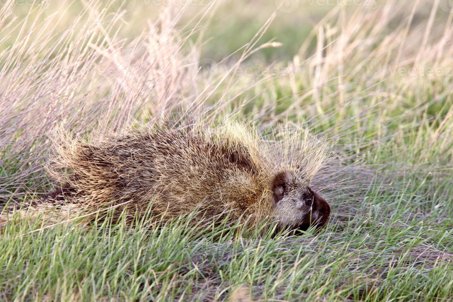 Porcupine in field Saskatchewan Canada photo