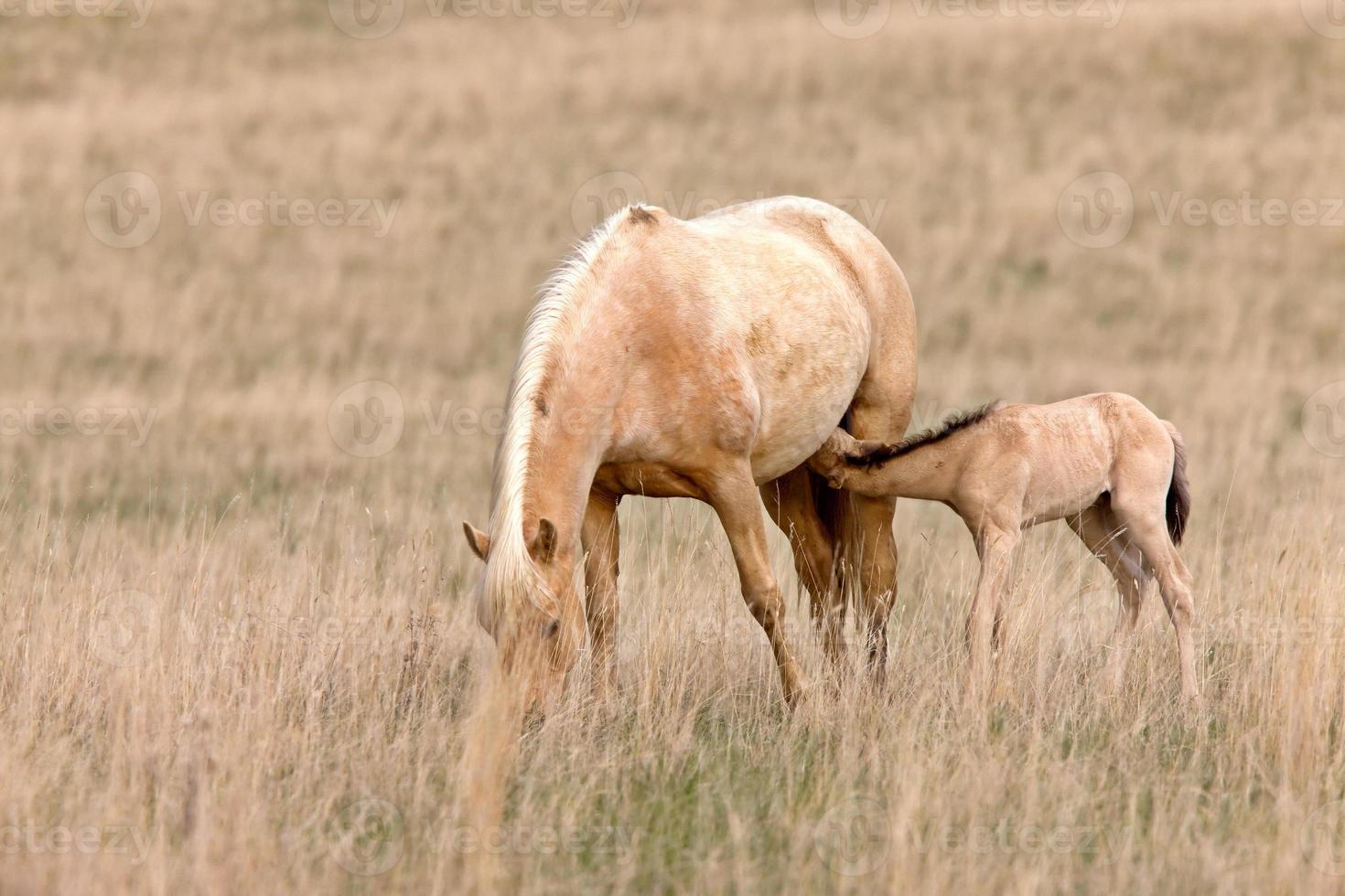 caballo, y, potro, en, pasto, saskatchewan, canadá foto