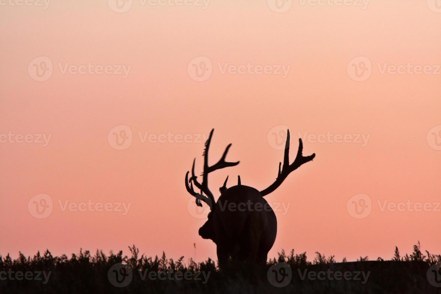 Silhouette of male elk photo