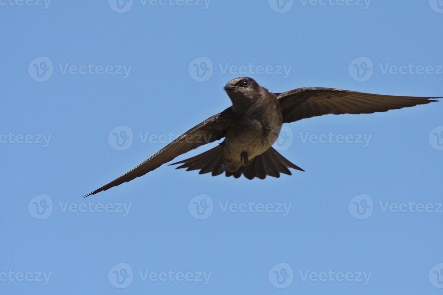 Purple Martin in flight photo