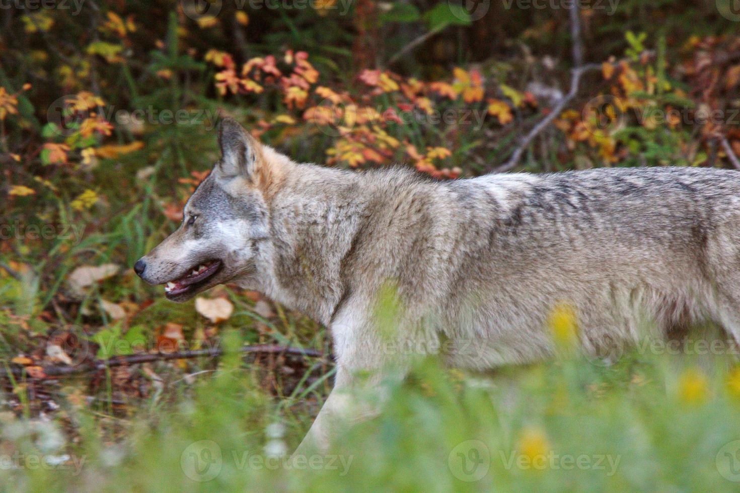 Gray Wolf along forest edge in British Columbia photo