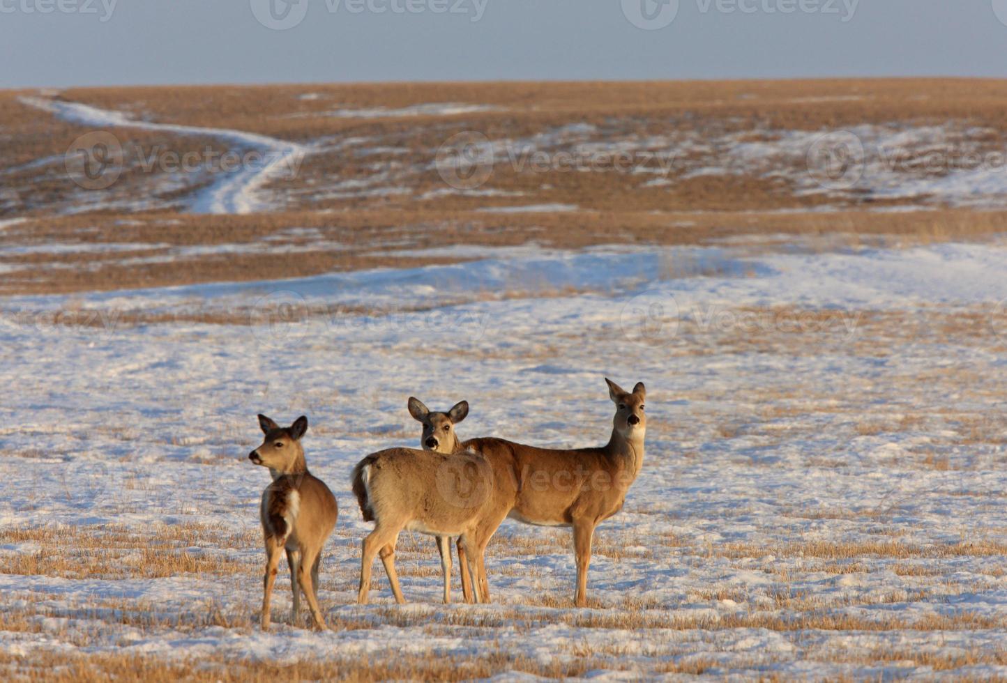 Deer in Winter Saskatchewan Canada photo