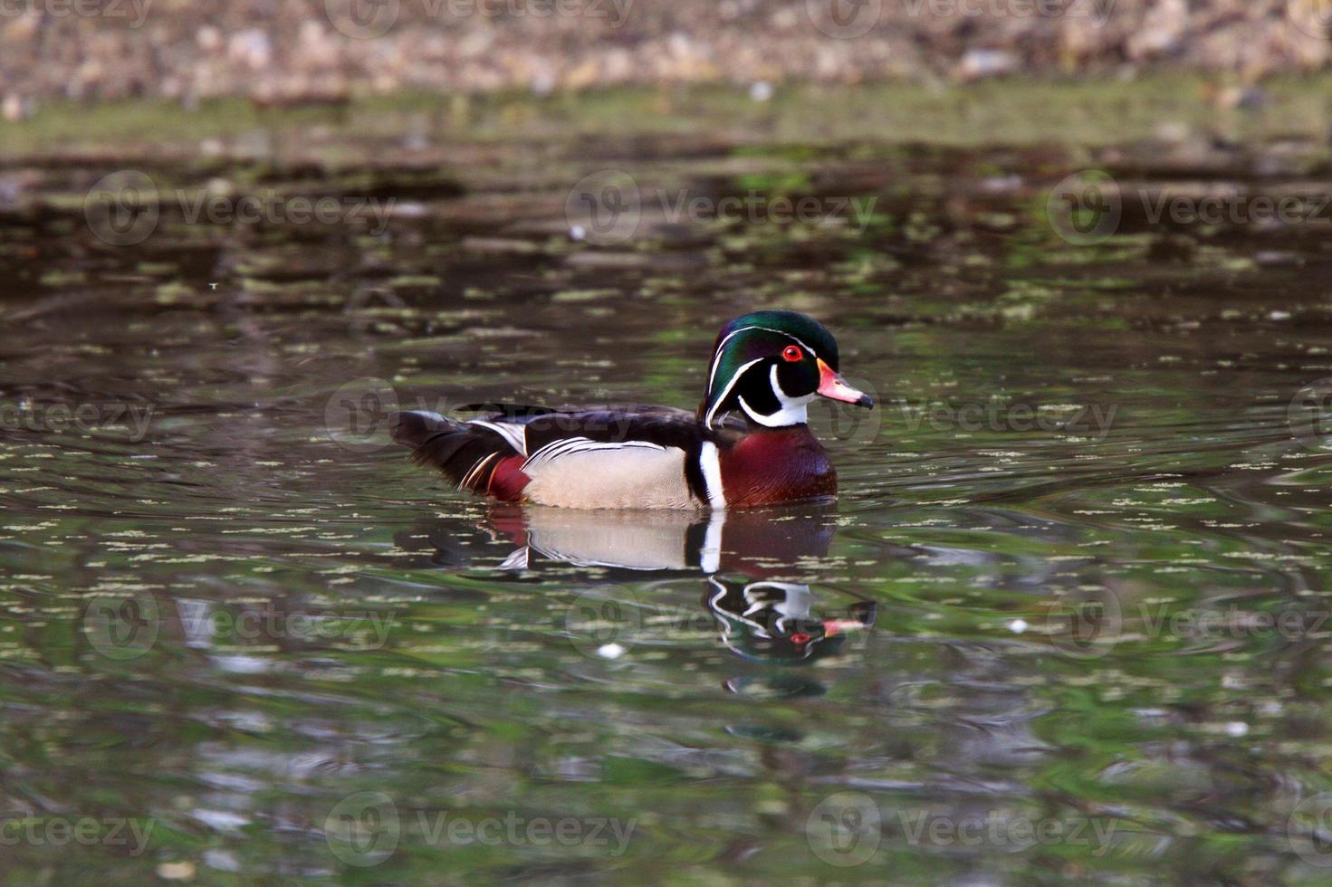 pato de madera drake en estanque foto