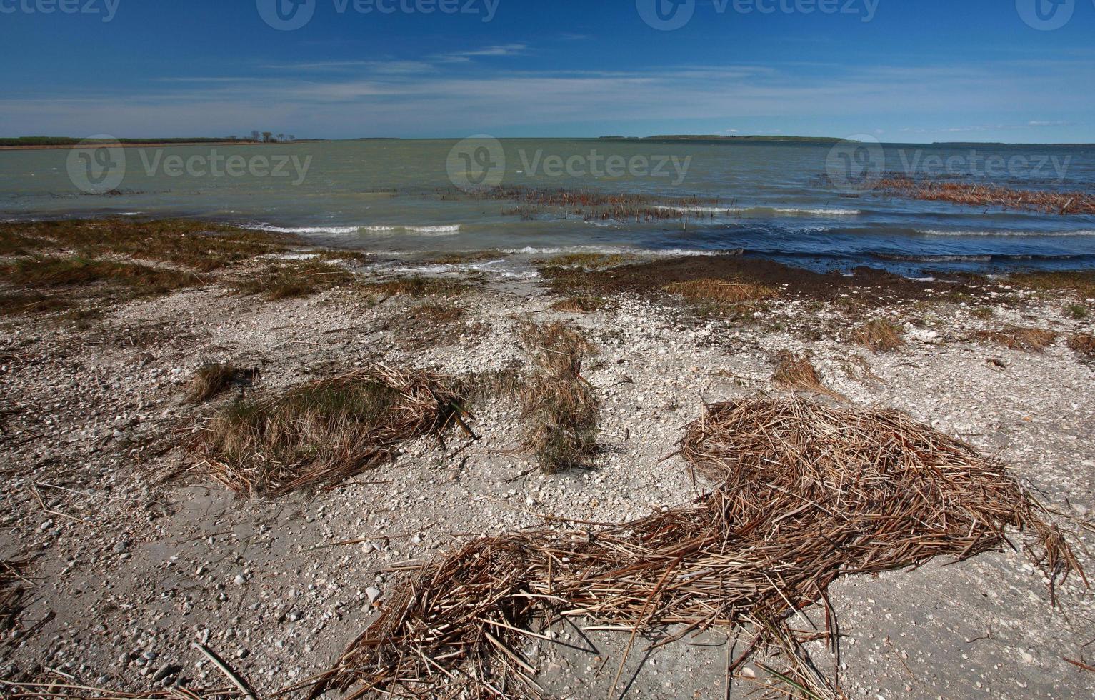 marismas a lo largo de la orilla del lago manitoba foto