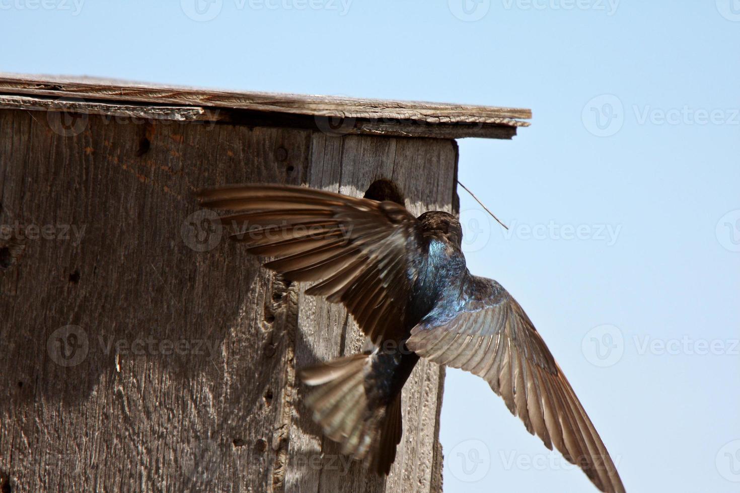 golondrina de árbol flotando en la casa del pájaro foto