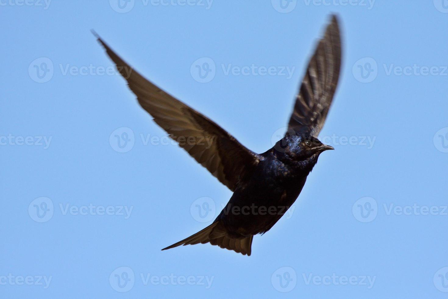 Purple Martin in flight photo