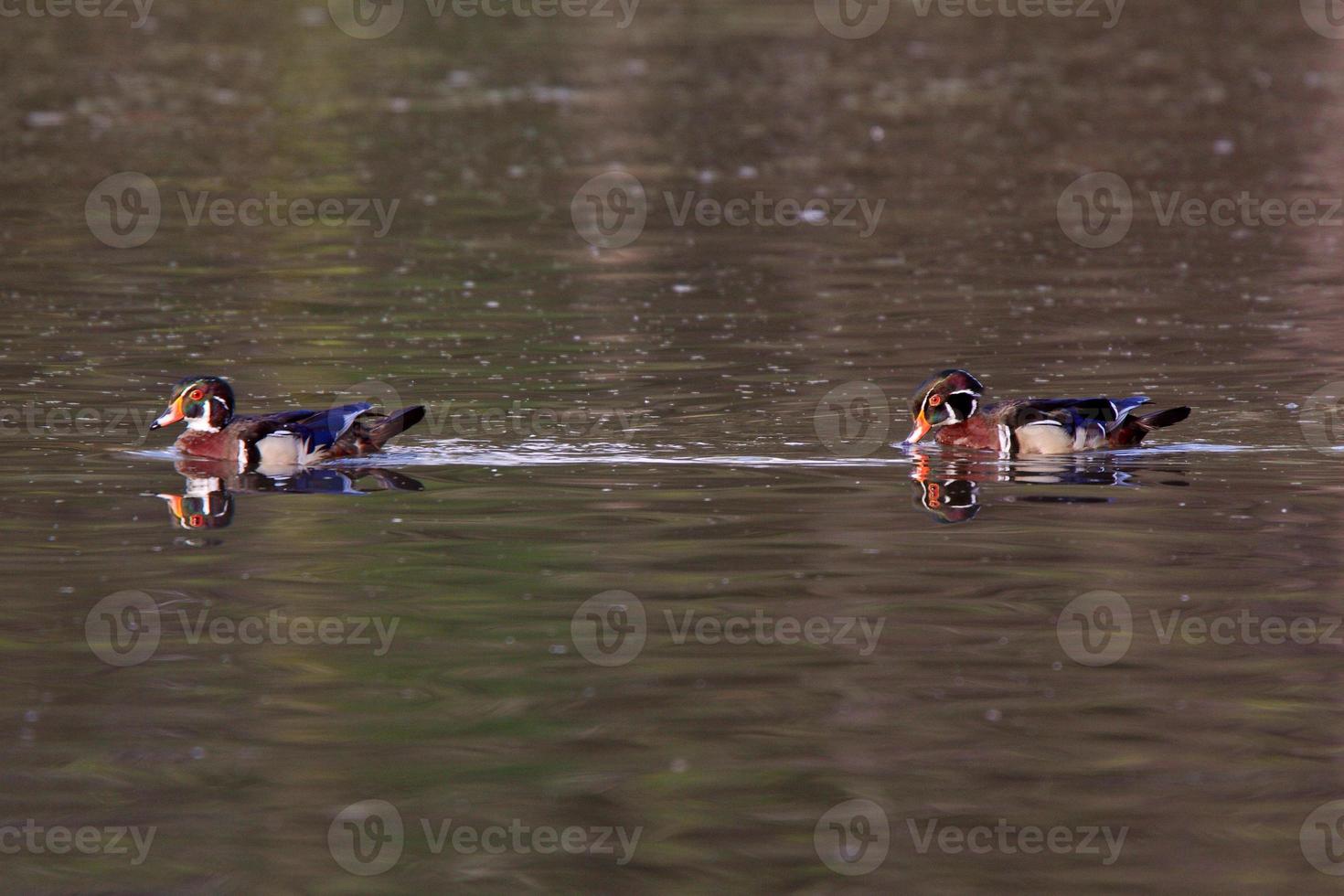 Two Wood Ducks drakes in pond photo