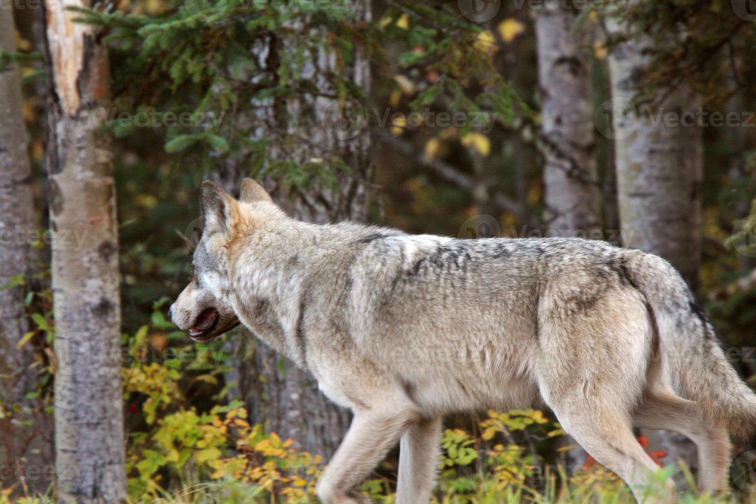 lobo gris a lo largo del borde del bosque en columbia británica foto