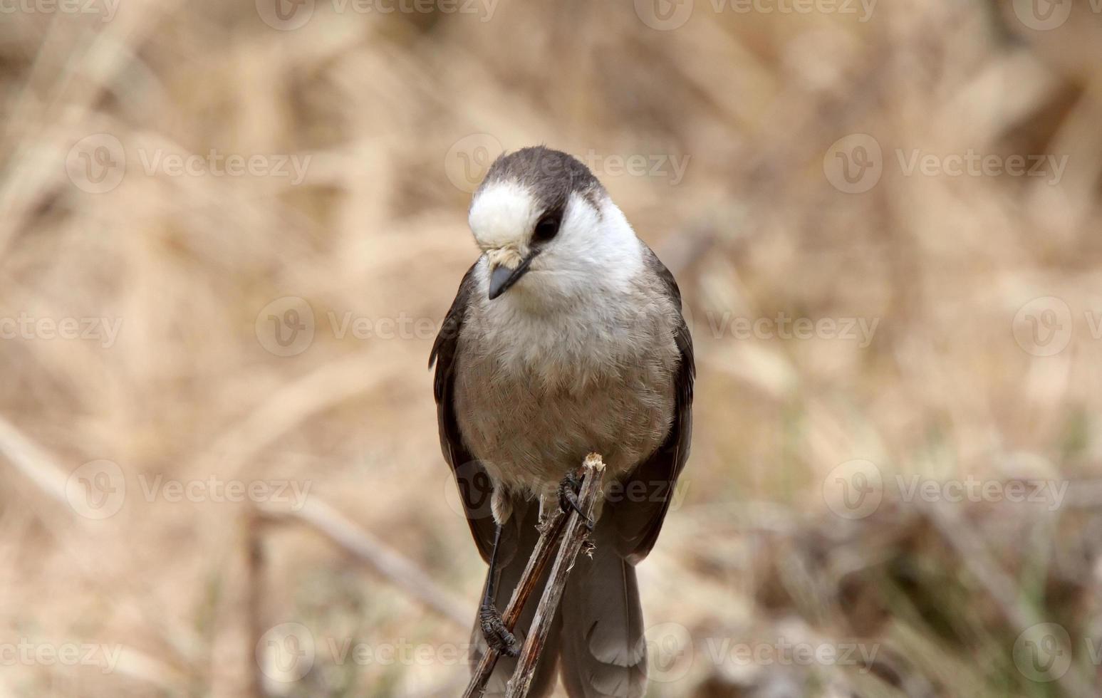 Gray Jay perched on branch in Spring photo