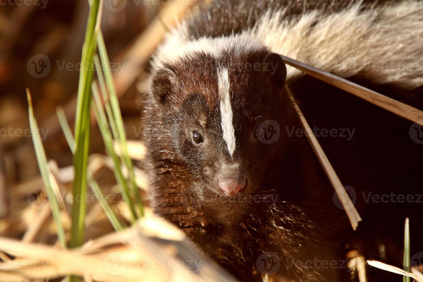 Striped Skunk in marsh photo