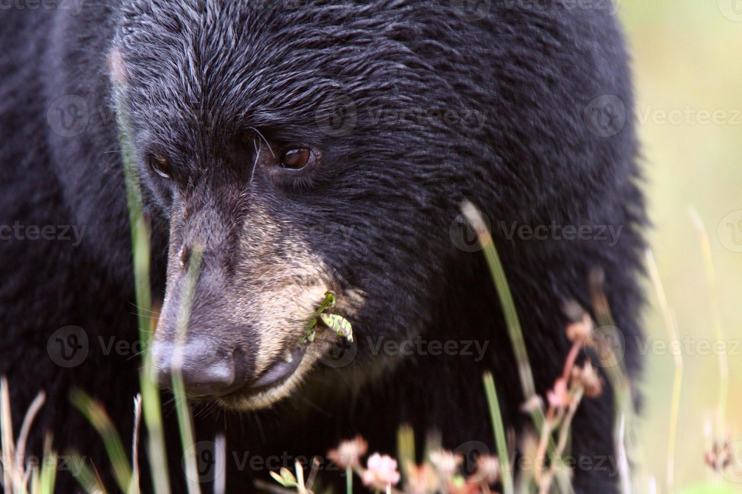 Black Bear along British Columbia highway photo