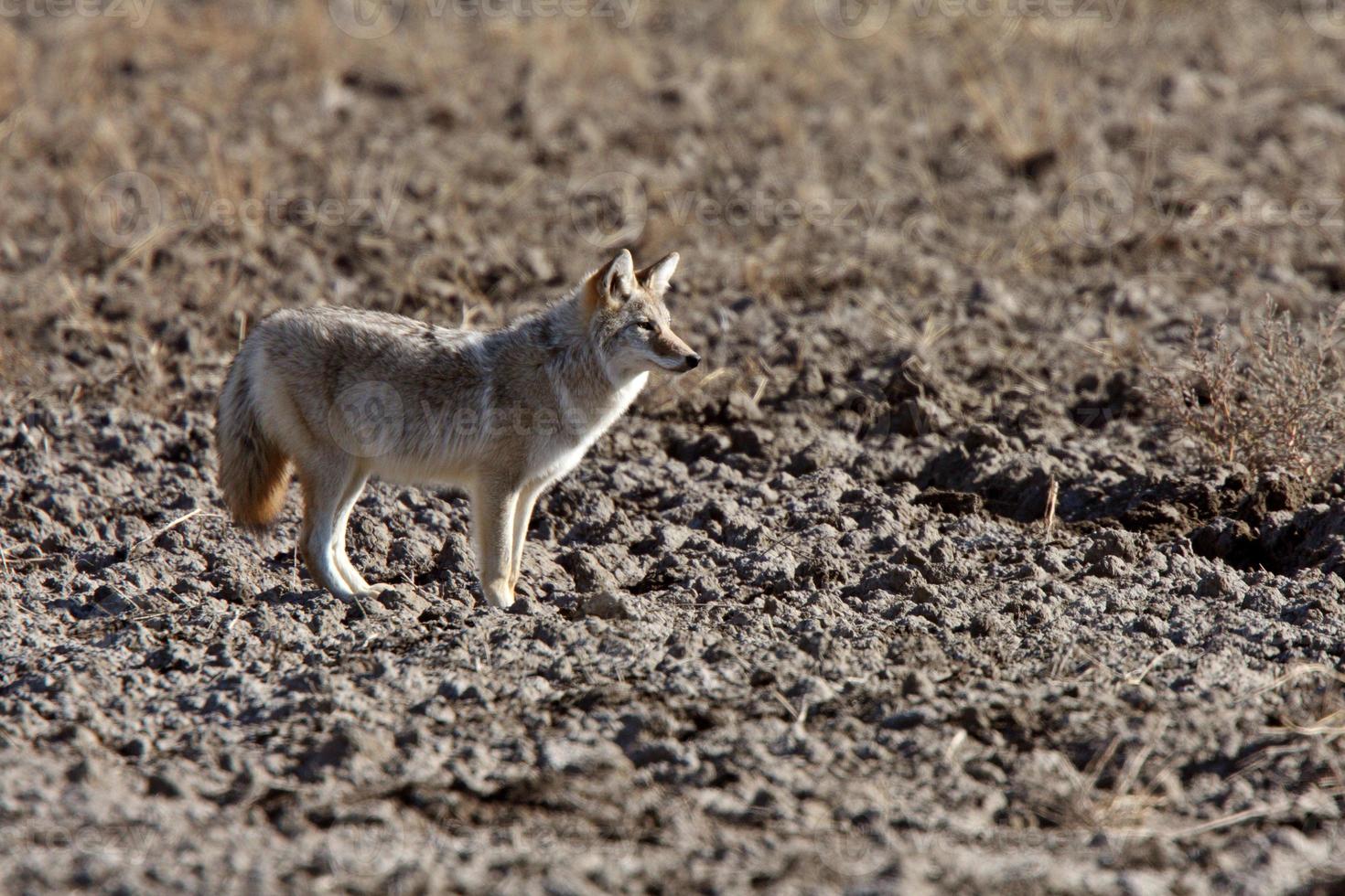 Coyote in Saskatchewan field photo
