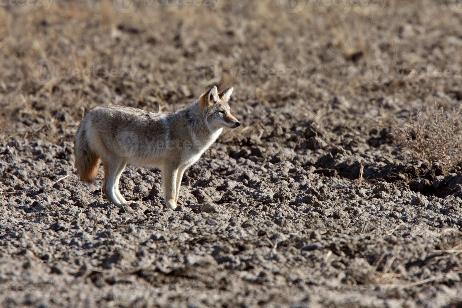 coyote en el campo de saskatchewan foto