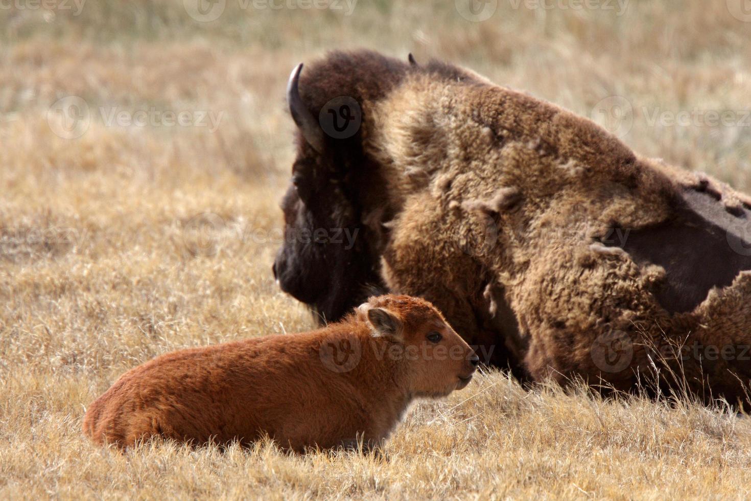 Cow and calf bison resting in pasture photo