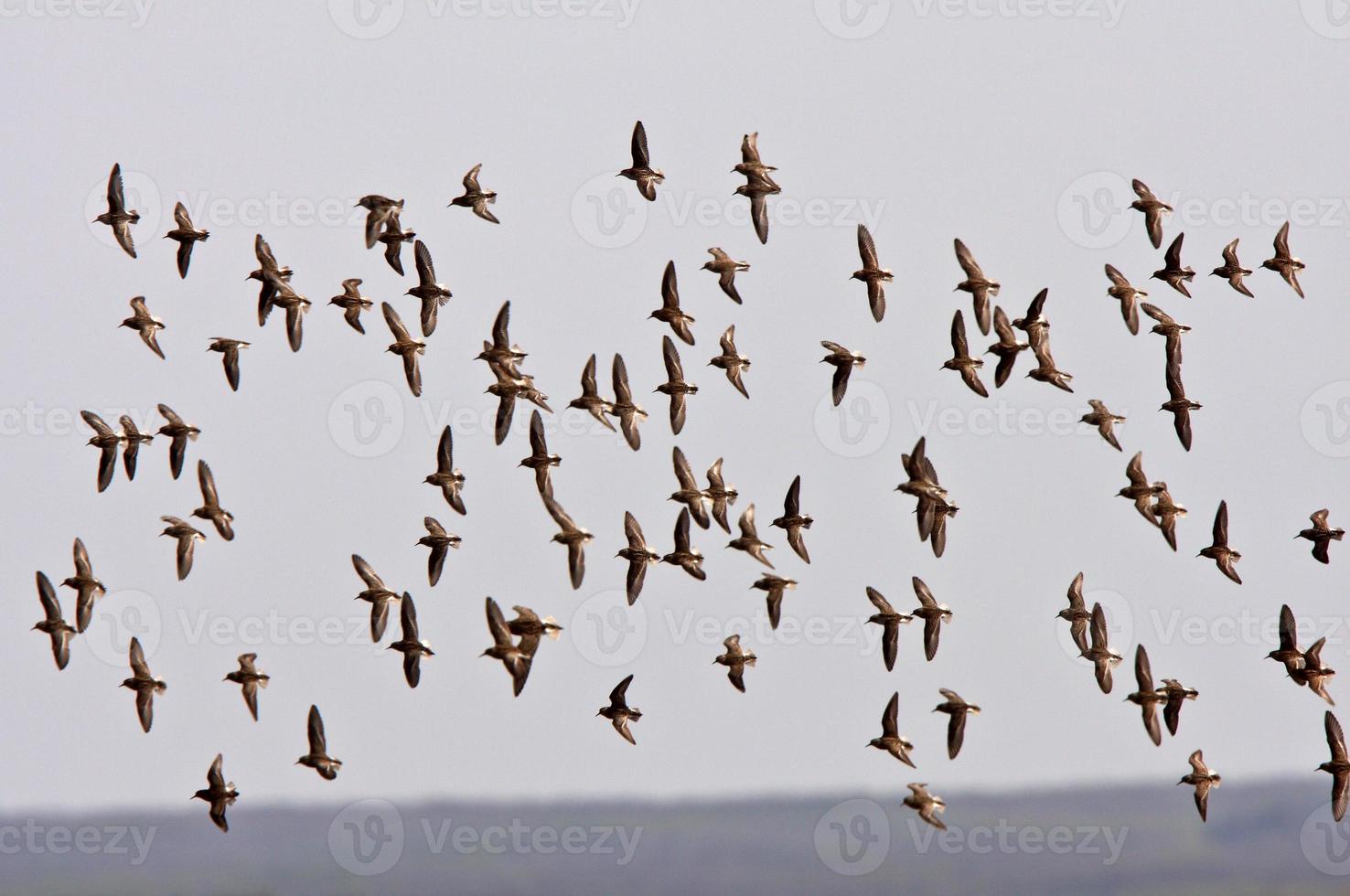 aerial display by shorebirds photo