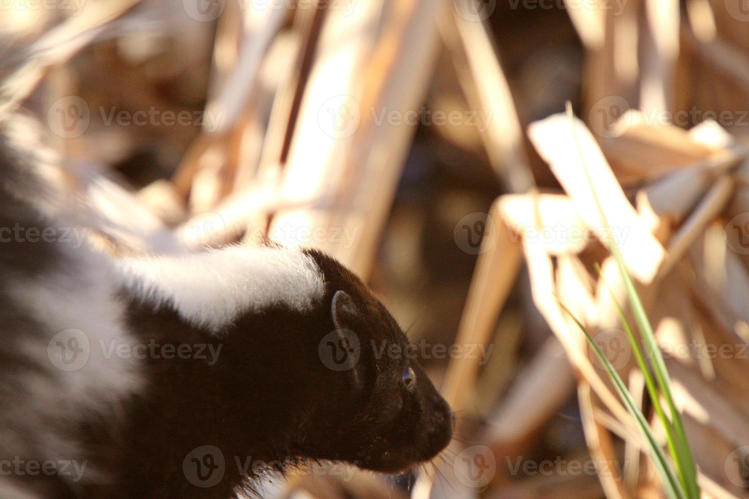 Striped Skunk in marsh photo