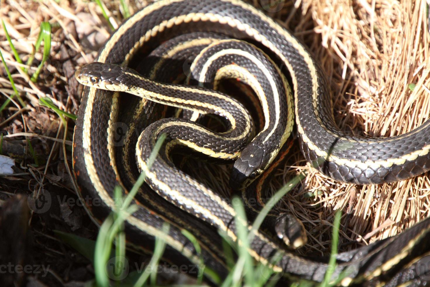 Garter Snakes mating photo