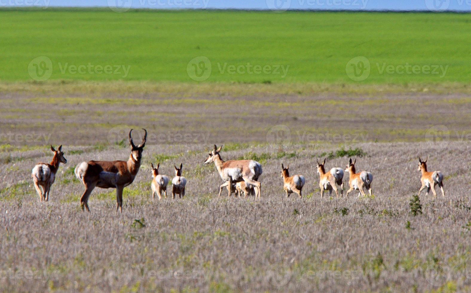 Herd of Pronghorn Antelope in Saskatchewan field photo