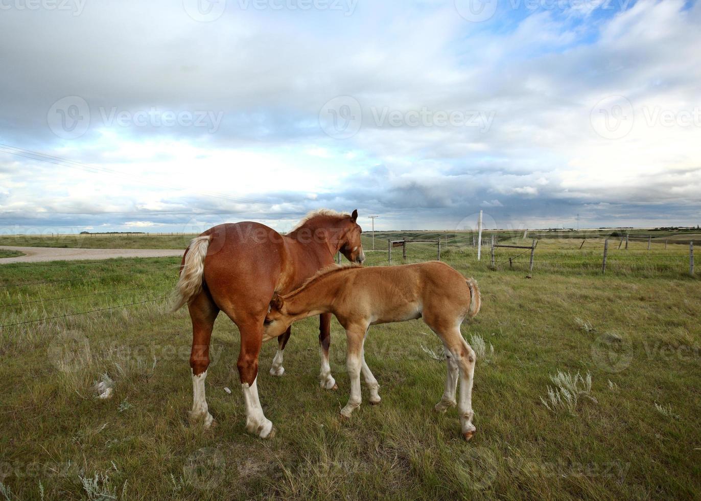 Dray horses in a Saskatchewan pasture photo