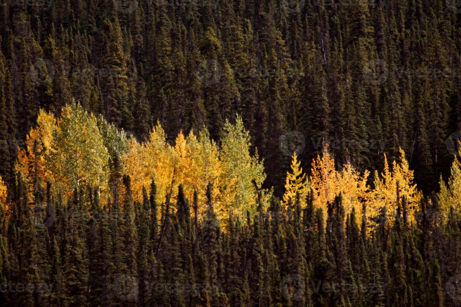 Autumn colored Aspens amongst Lodgepole Pines photo