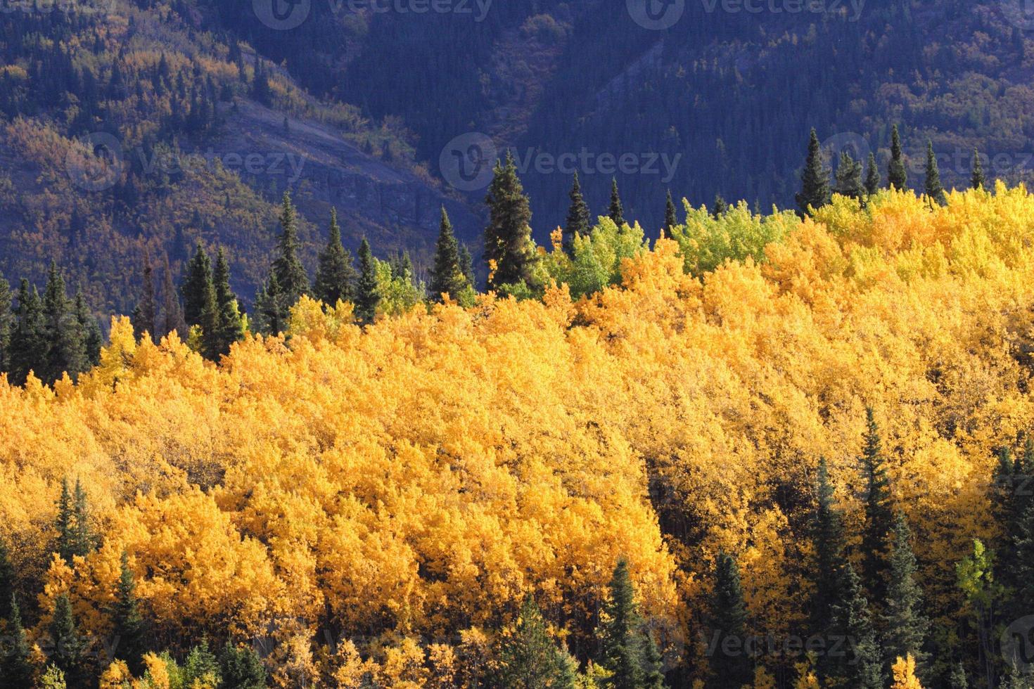 Álamos tembloses de colores otoñales entre pinos lodgepole foto