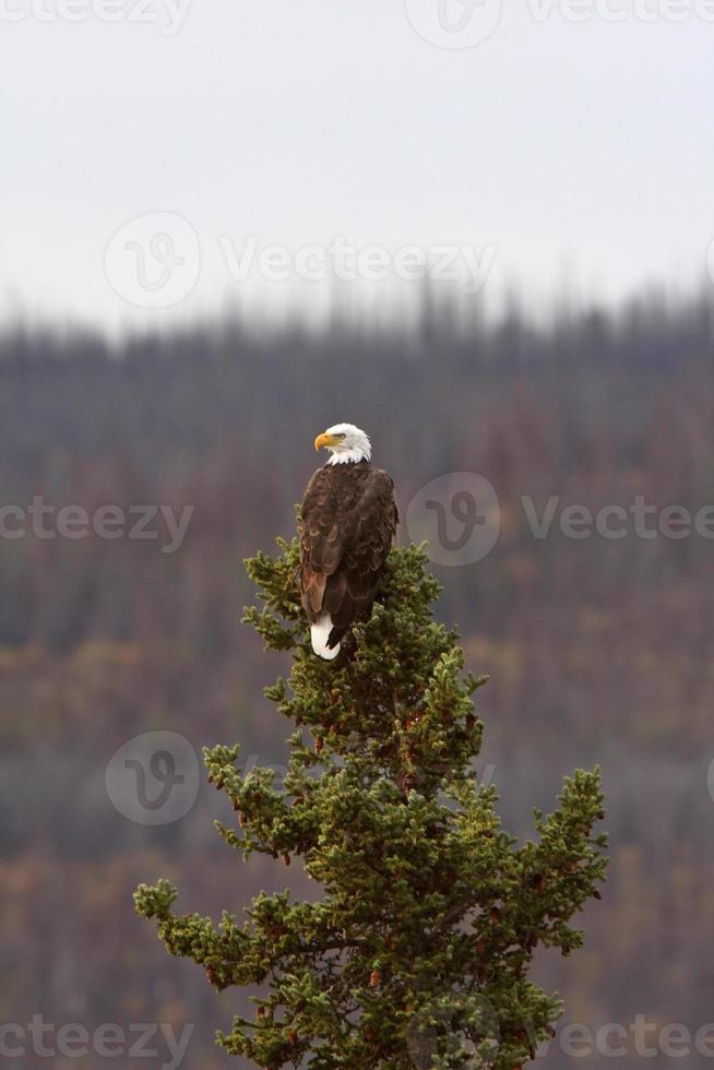 Eagle perched at top of pine tree in British Columbia photo