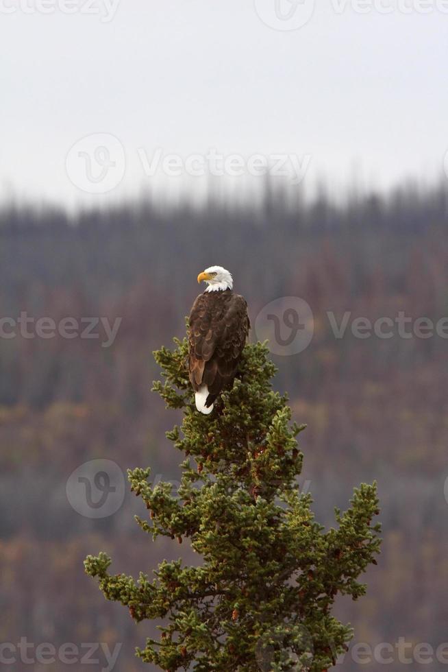 águila encaramada en lo alto de un pino en columbia británica foto