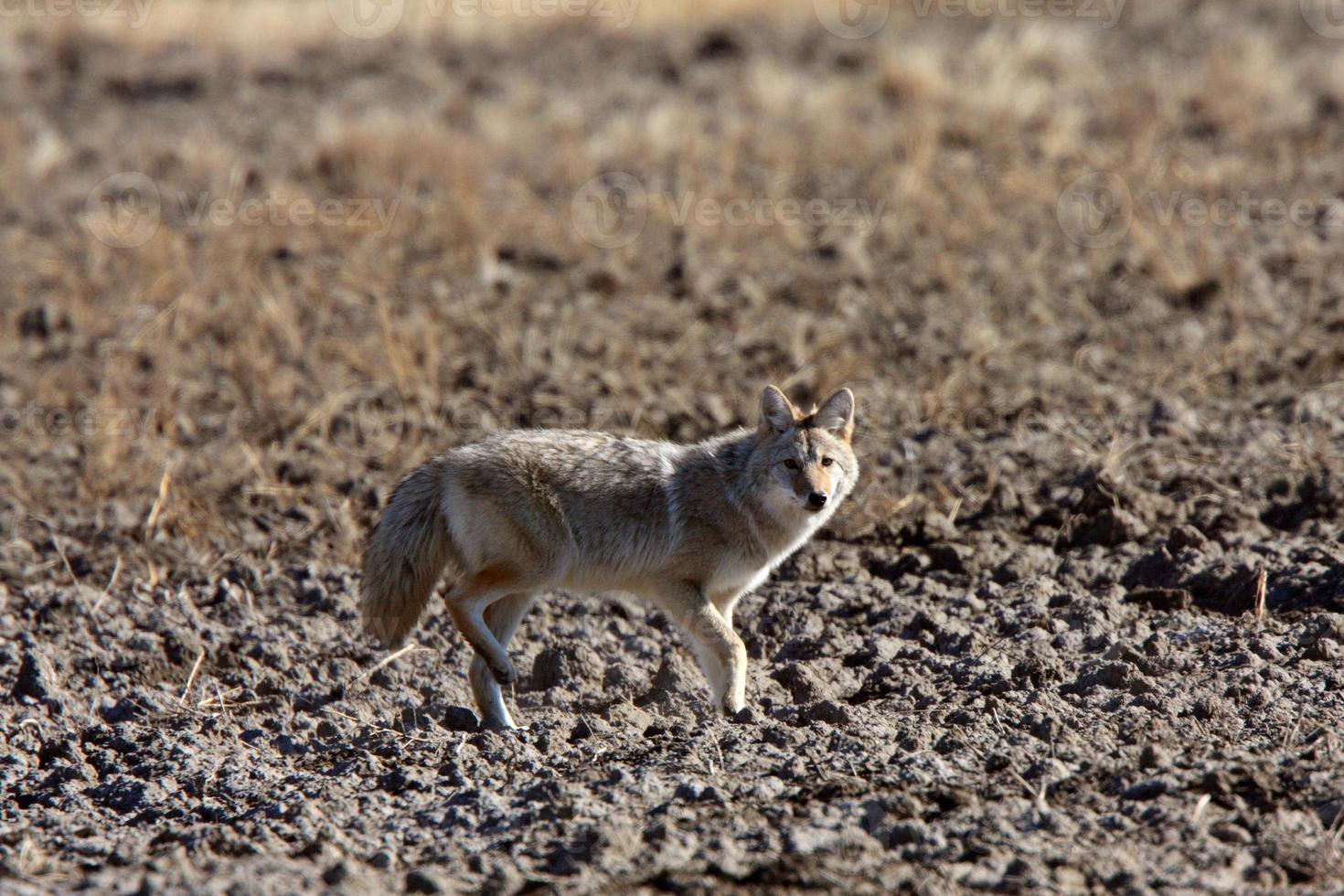 Coyote in Saskatchewan field photo